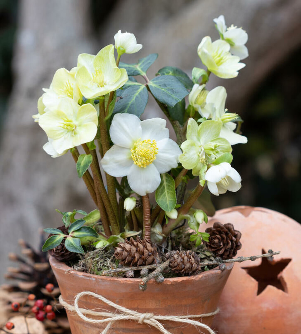 Julerose har i det senere blitt den ulitmate juleblomsten. Fotograf: Shutterstock. En hvit julerose pyntet til jul.