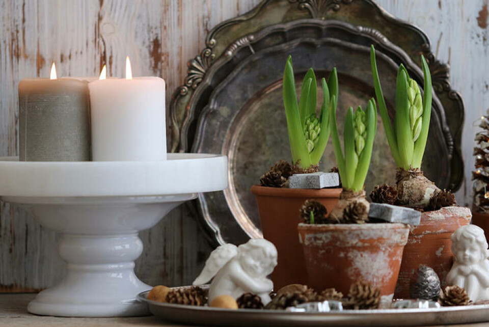 Svibler dufter av jul for mange. Fotograf: Shutterstock. Hvite svibler og tente lys lager julestemning.