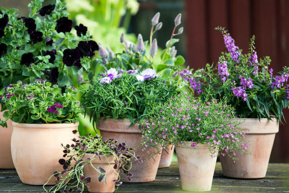 Om våren vil vi ha potter i fleng med planter som tåler noen temperatursvingninger. Potter med vårblomster på trappen.