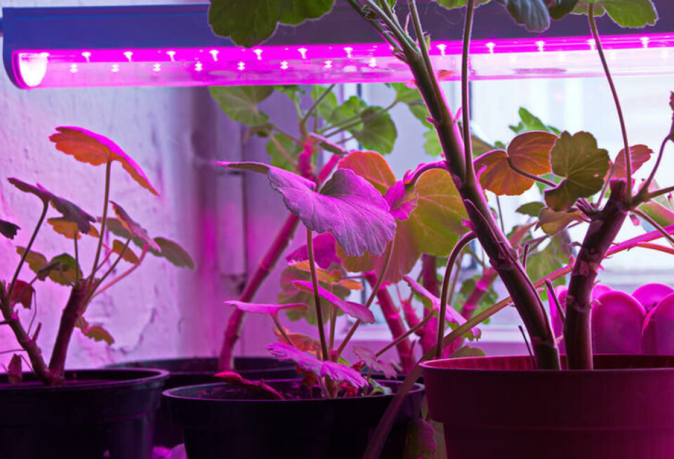Planter trives med annen farge på lyset enn oss. Dette er LED-lys som hindrer uønsket strekningsvekst. Pelargonia under en lyslist med lilla LED-lys.