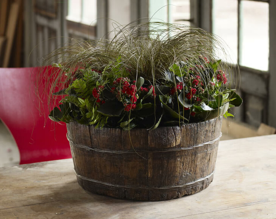 Ildtopp er en tøff og lettstelt juleblomst. Fotograf: Floradaniamarketing.dk. Rød ildtopp i en rustikk tønne.