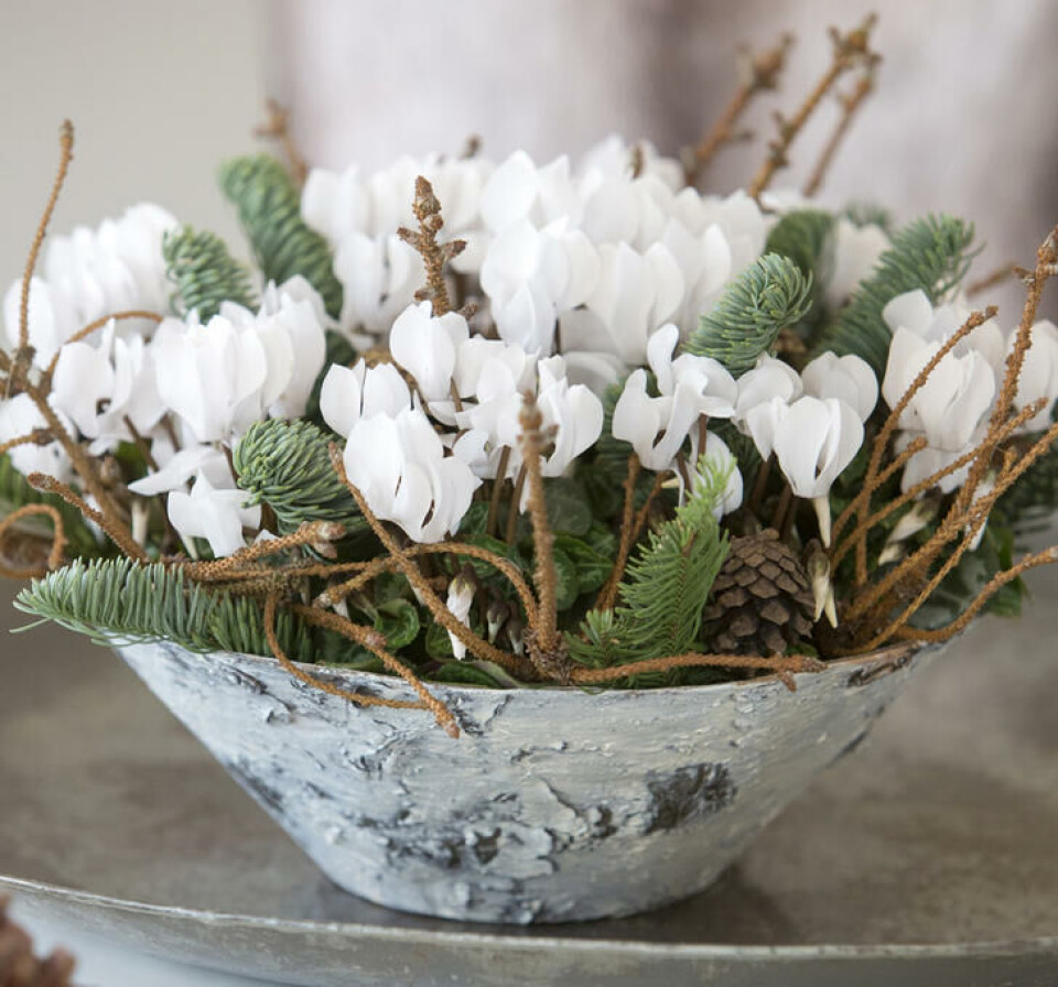 Hvite aplefiol med naturlig dekor gir julefølelse. Fotograf: Floradaniamarketing.dk. Hvite cyclamen i et rustikke fat. Pynktet med kogler.