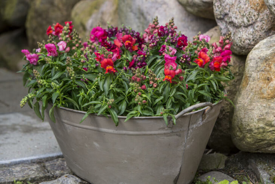 Rød og rosa løvemunn i sinkpotte på terrassen. Rød og rosa løvemunn i sinkpotte på terrassen.