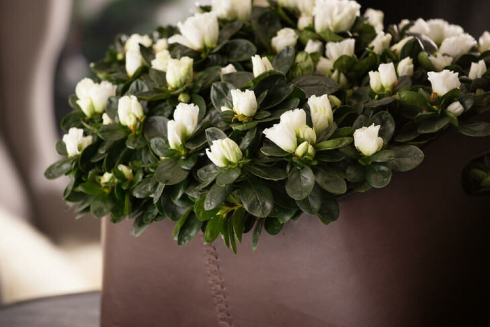 Asalea er et allergivennlig alternativ. Foto: Floradaniamarketing.dk Hvit asalea