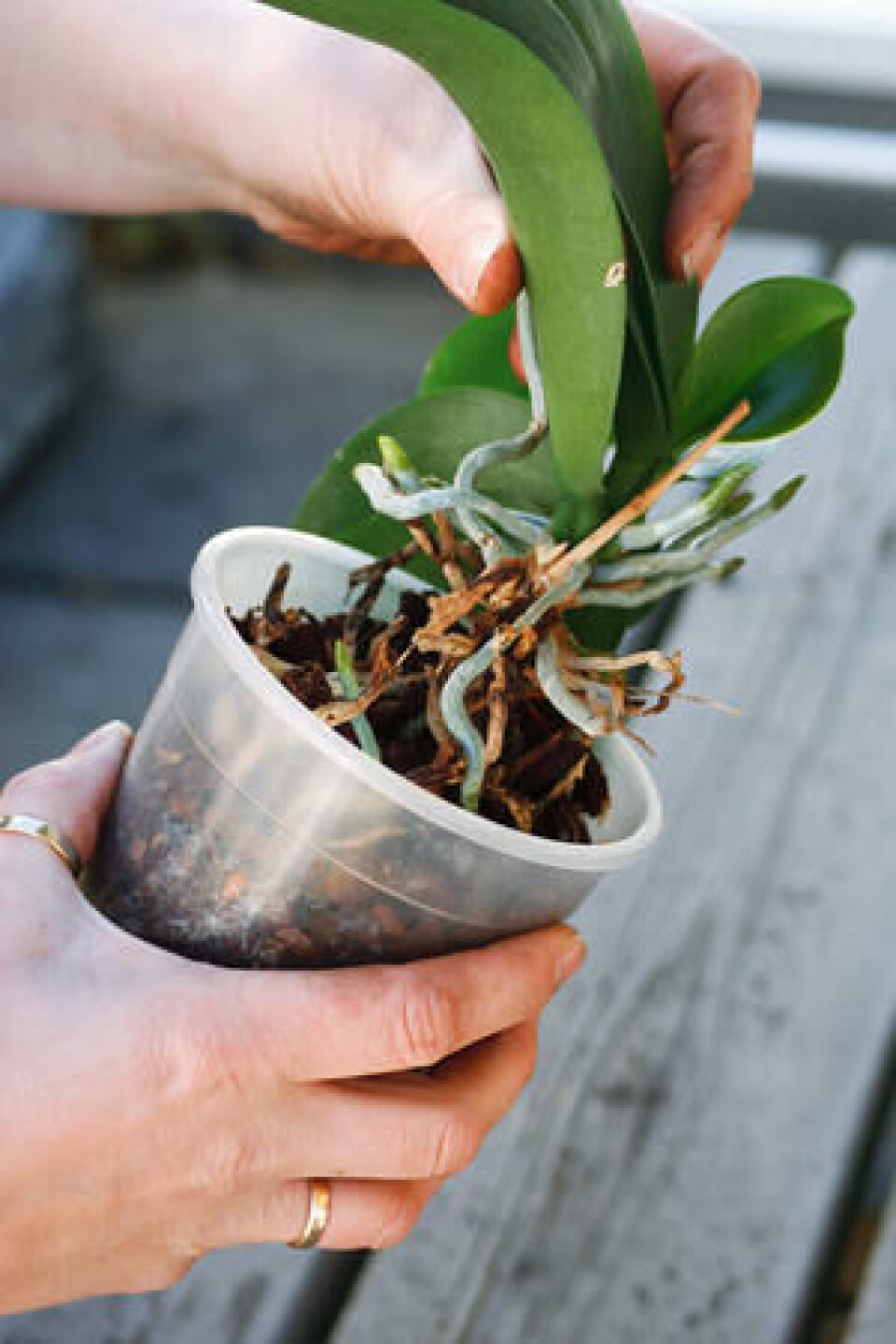 Løft planta forsiktig ut av potta orkide løftes forsiktig ut av potta