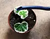 Vanning av pelargoniastikling i potte med jord.
