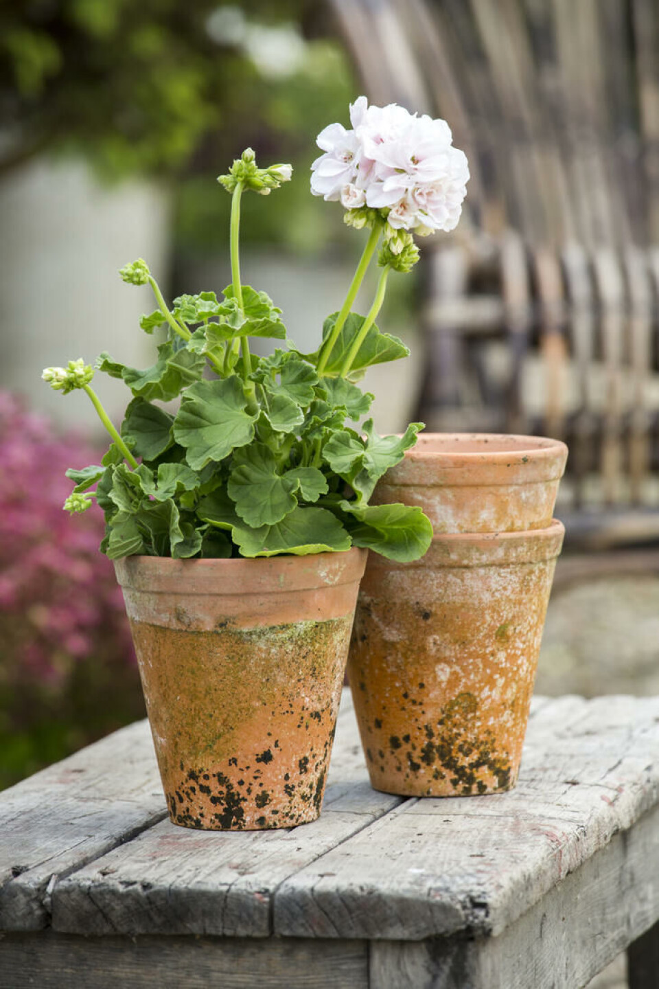 vårpotte-pelargonia-terrakottapotte vårpotte-pelargonia-terrakottapotte