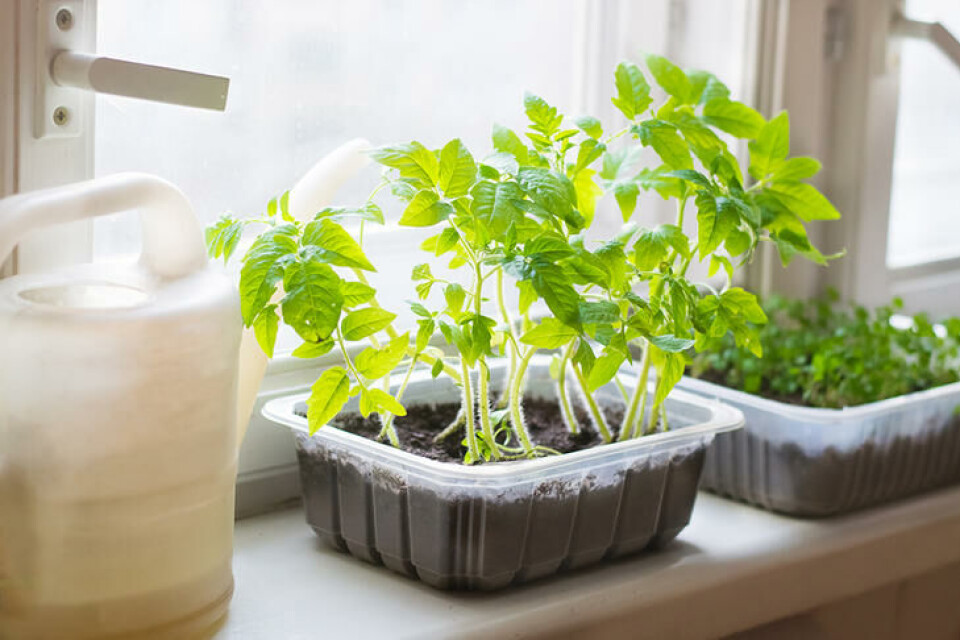 Tomater sådd sammen trenger nå mer plass og hver sin potte. Foto Shutterstock. Små tomatplanter sådd i et plastbeger. I en vinduskarm ved siden av en hvit vannkanne