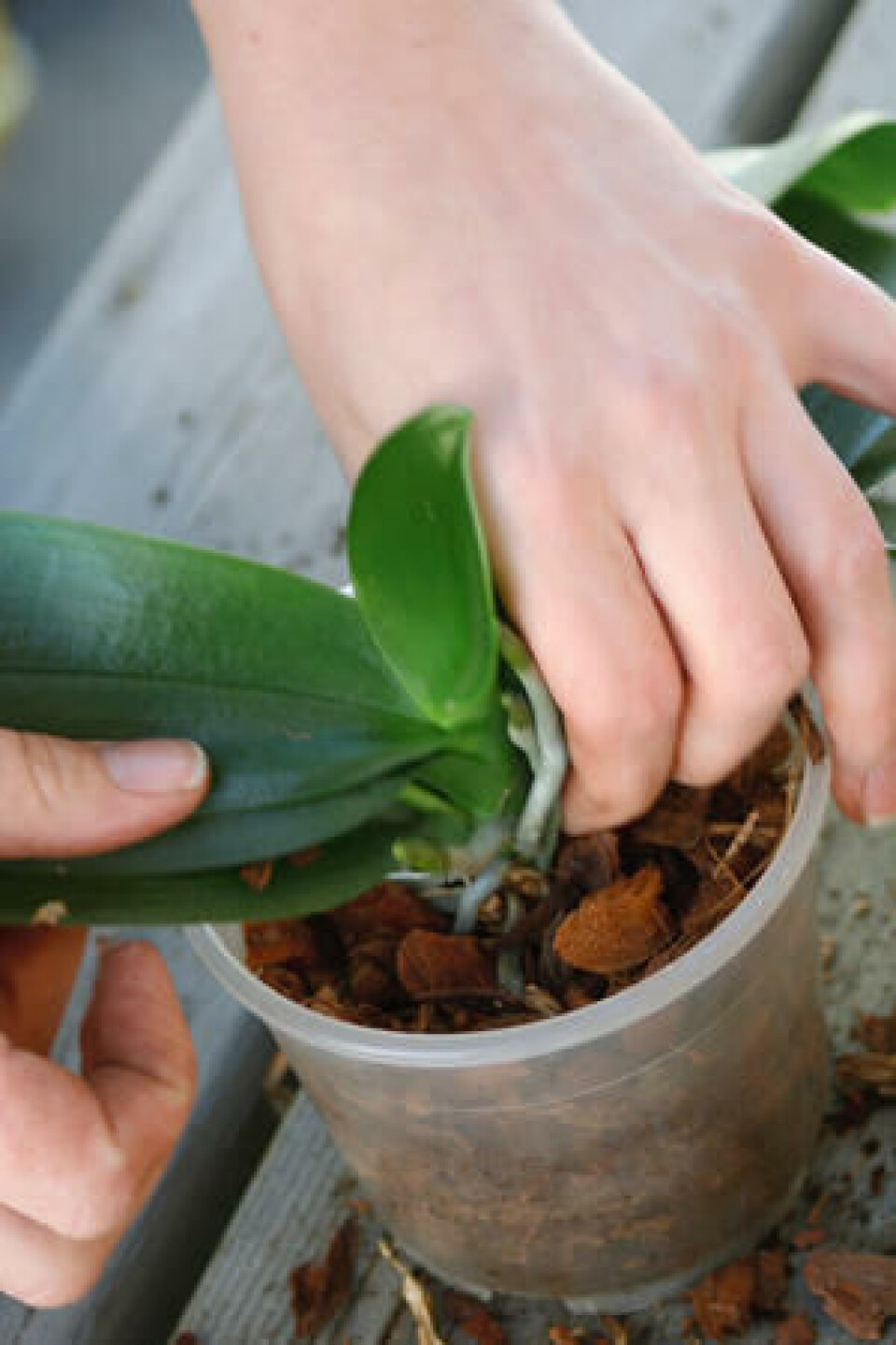 Plasser planta i litt jord planta plasseres i litt jord
