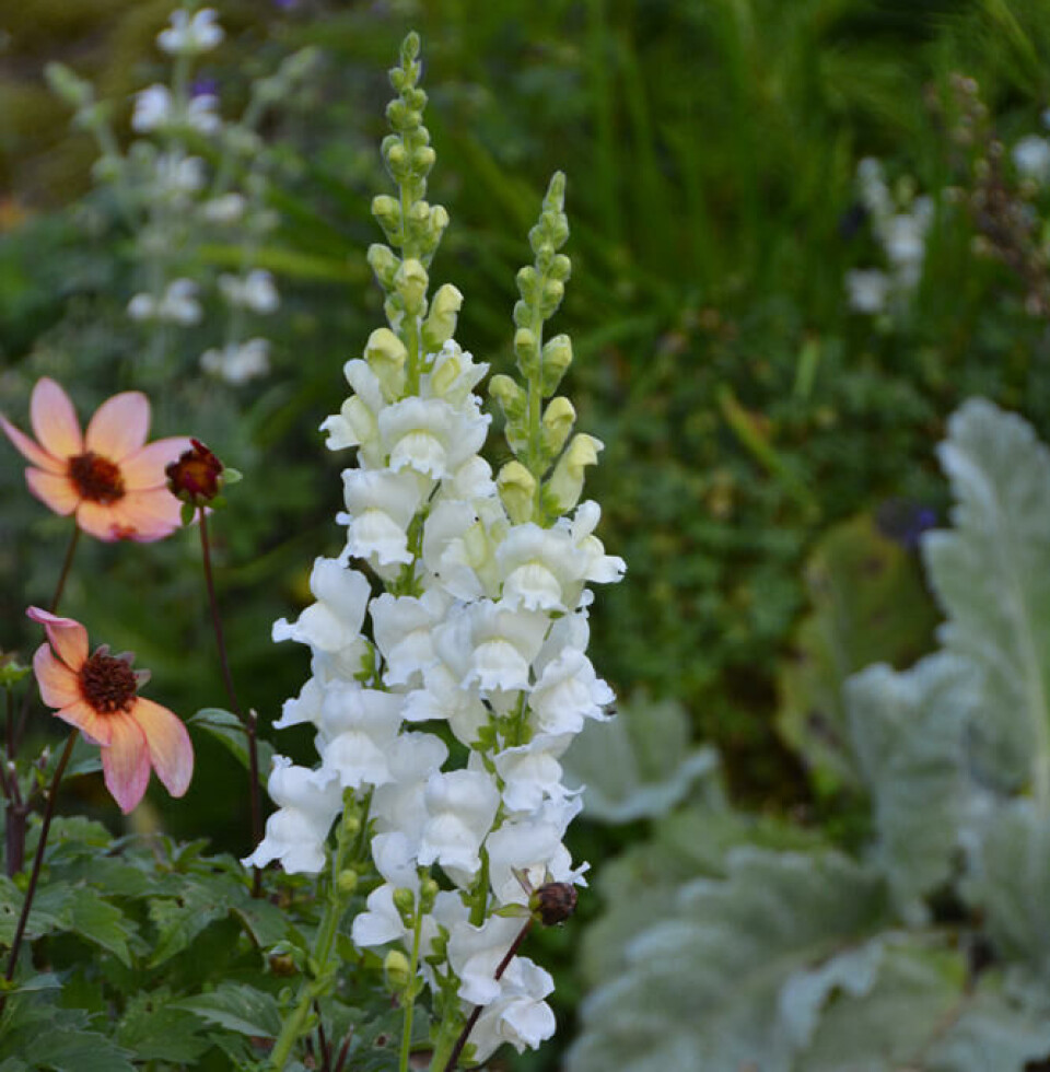 Løvemunn, en lengeblomstrende og dekorativ sommerblomst, lyser som spir i bedet blant stauder og dahlia. For best effekt trengs mange planter. Det rimeligste er å så plantene selv. Hvitblomstret løvemunn i et bed med lakserosa dahlia.