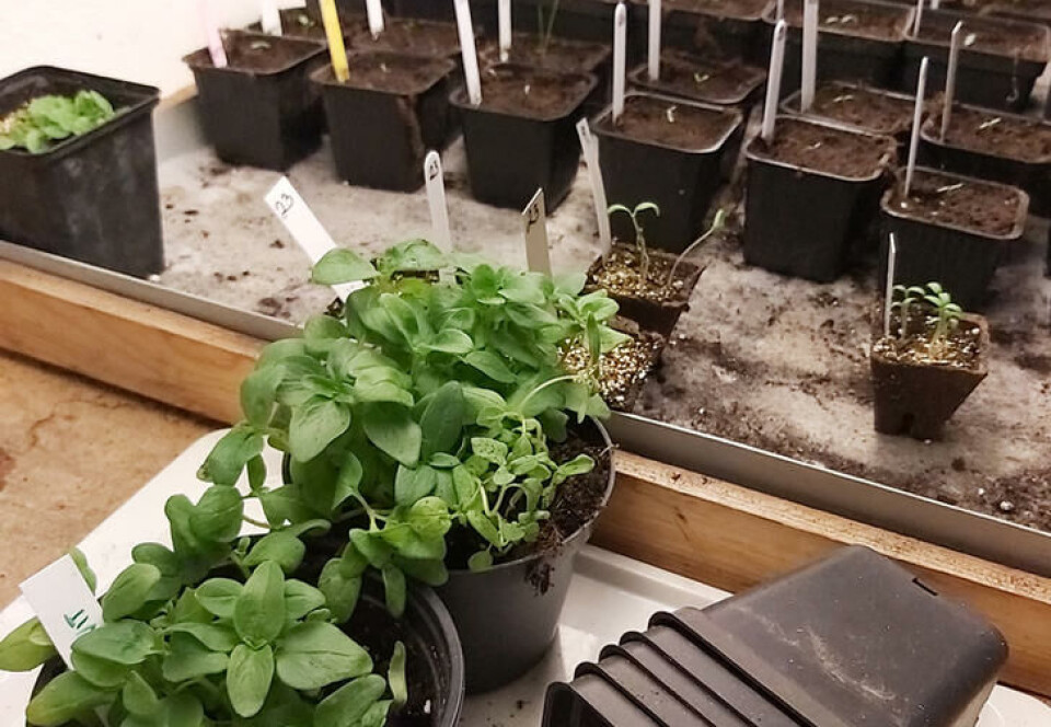 Når pottene med små løvemunnplanter begynner å bli fulle, er det tid for å prikle. Finn fram like mange potter som det er planter. Frøpotter og småplanter på dyringsbrett.