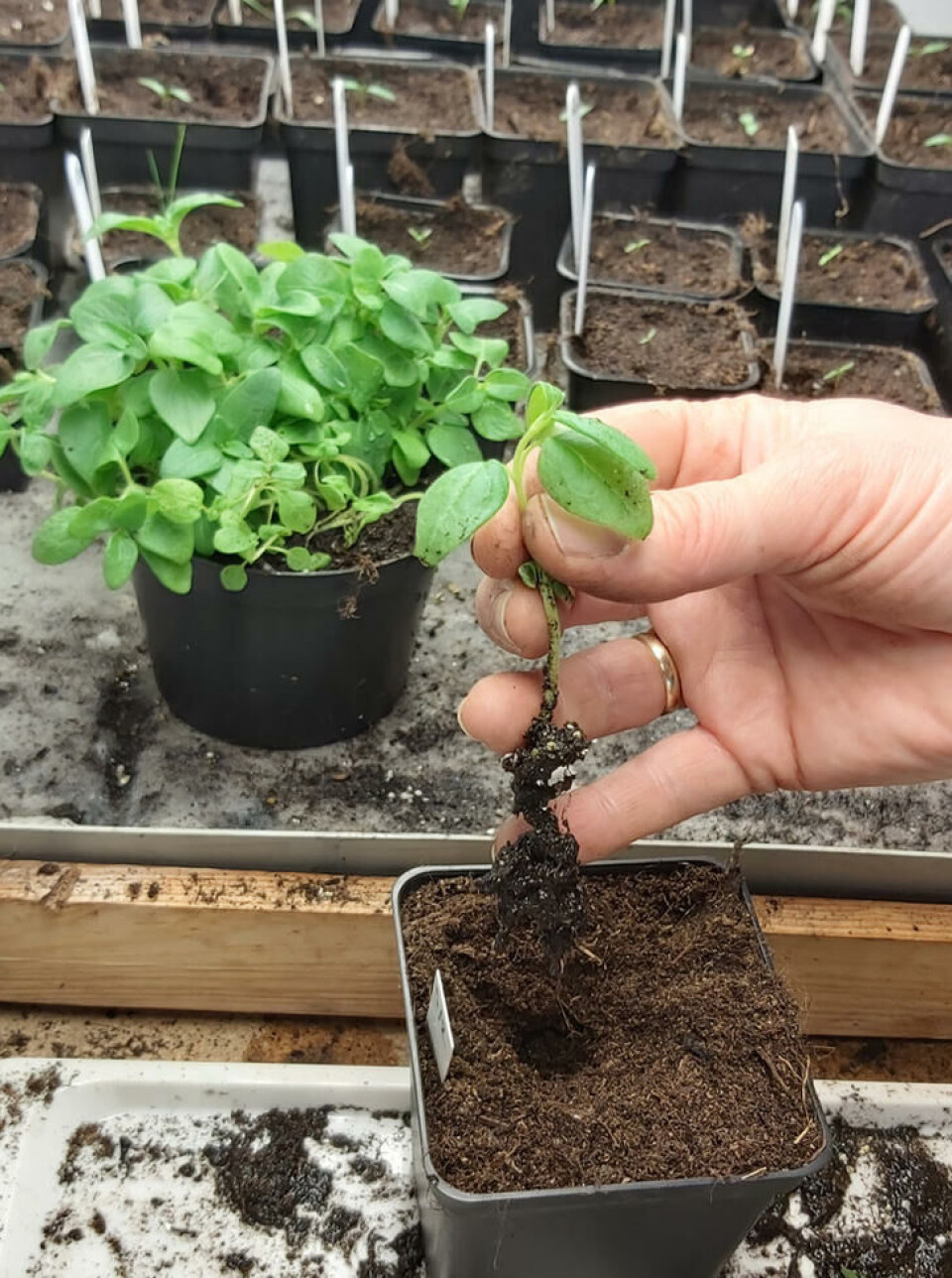 Lirk rotklumpen forsiktig fra hverandre og ta ut en plante. Unngå mest mulig å skade roten. Husk å merke alle potter med navn. En frøplante er skilt ut fra de andre og holdes i stengelen.