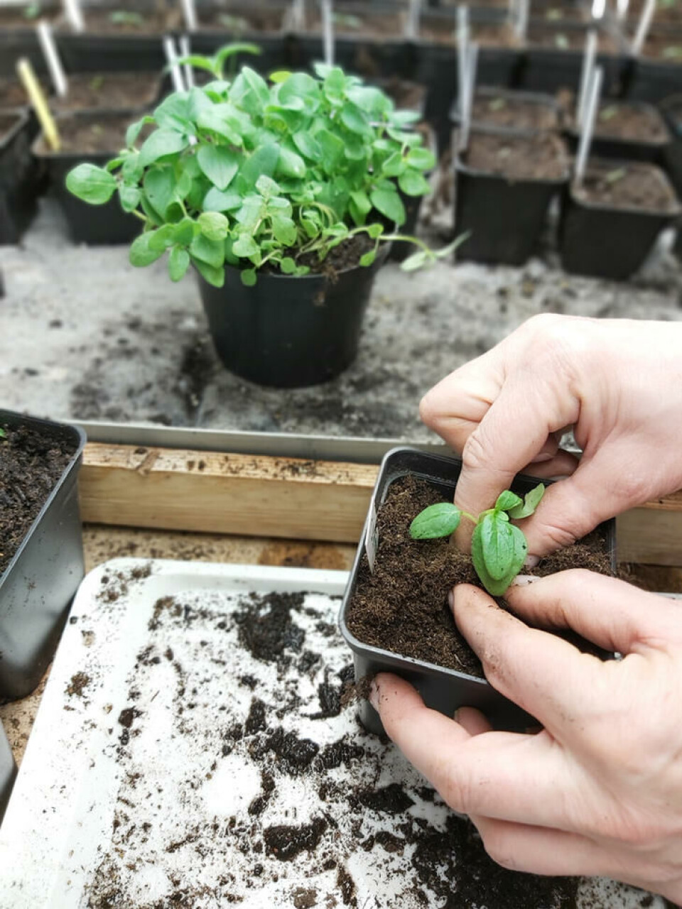 Plant de største frøplantene først. Har du mange nok, velg bort de aller minste. Lirk forsiktig hele rota ned i hullet. Slipp den så dypt at frøbladene kommer helt ned til jordoverflaten. En frøplante plantes om dypt i egen potte med god jord.