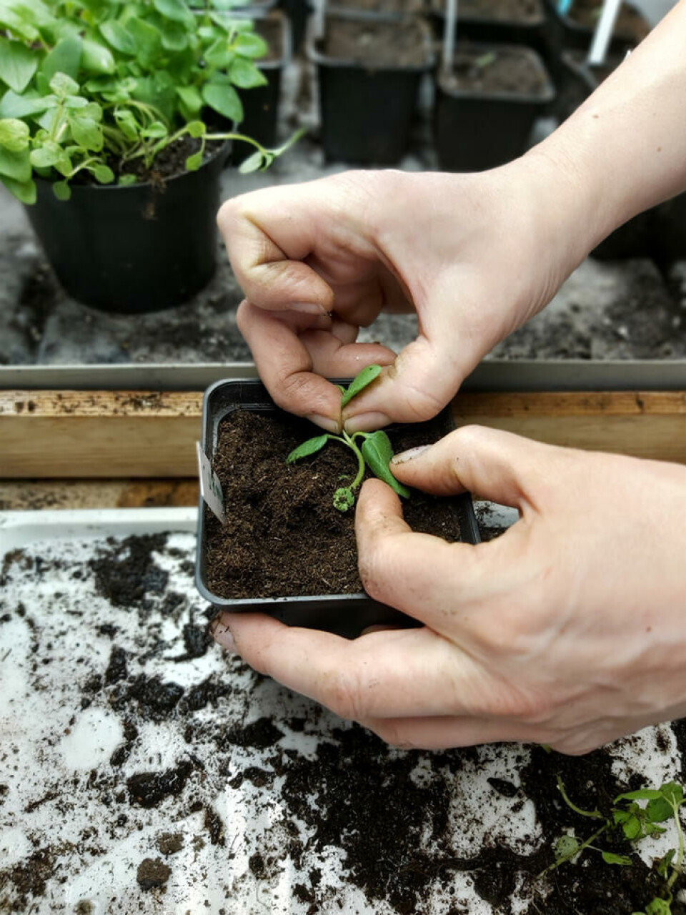 Nå kan du gjerne knipe av toppen på planta for bedre busking. Men husk at det forsinker utviklingen og dermed blomstringen. Klem jorda forsiktig til rundt rota. Vann sakte og forsiktig. Toppen knipes av planta for busking