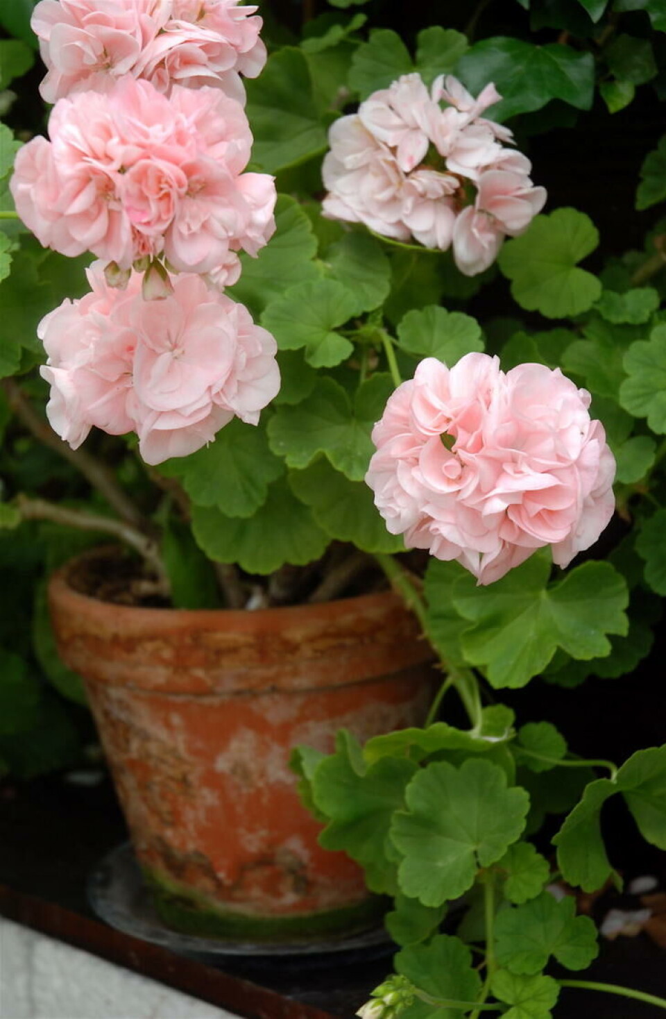 Få ting gir sommerstemning som en rosa pelargonia i terrakottapotte. Klassisk rosa pelargonia i terrakottapotte.