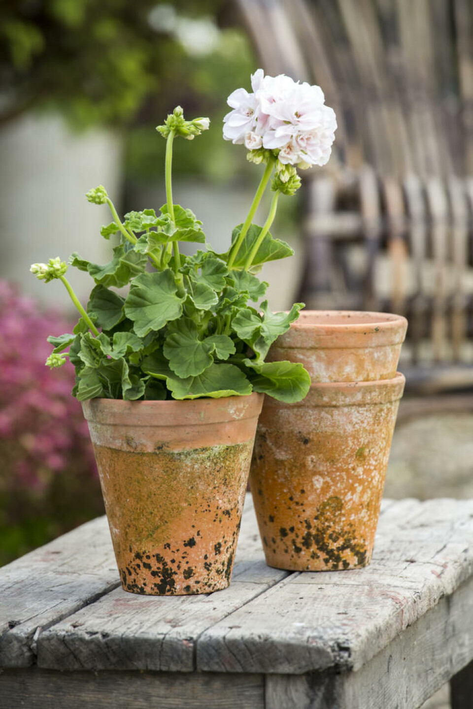 Enkle terrakottapotter kler å eldes. Foto Flora Dania Blekrosa pelargonia i terrakottapotte med grønske.