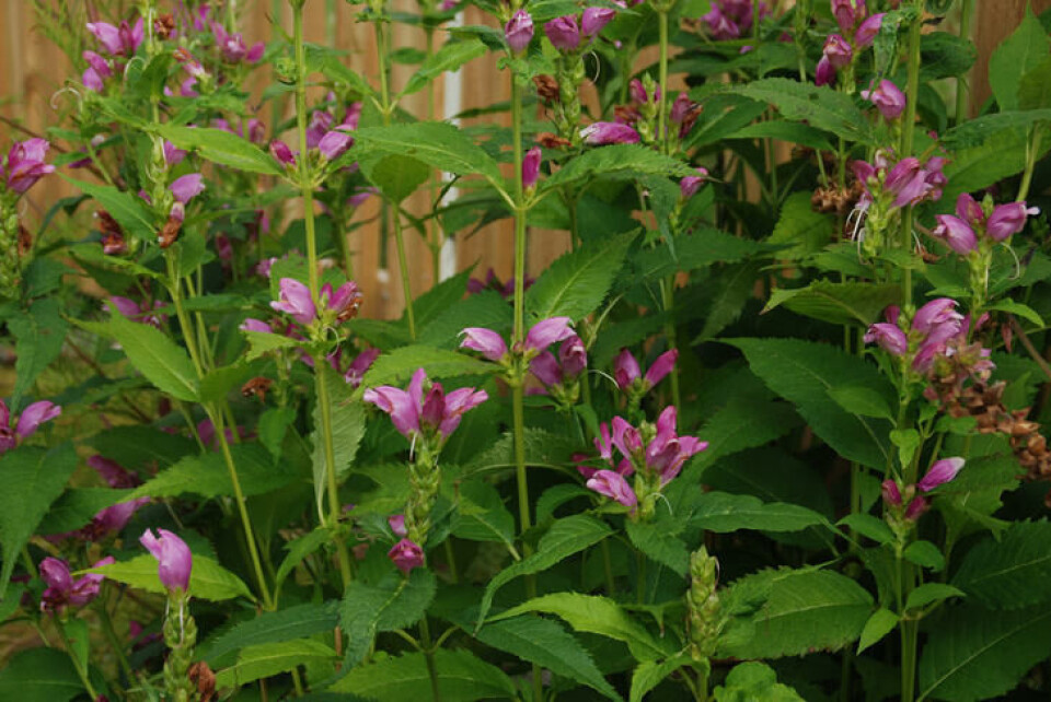 Duehode er en flott og frisk plante som ikke sprer seg ut i naturen. Dessuten er den flerårig – en staude. En stor tue av stauden duehode, med rosa blomster.