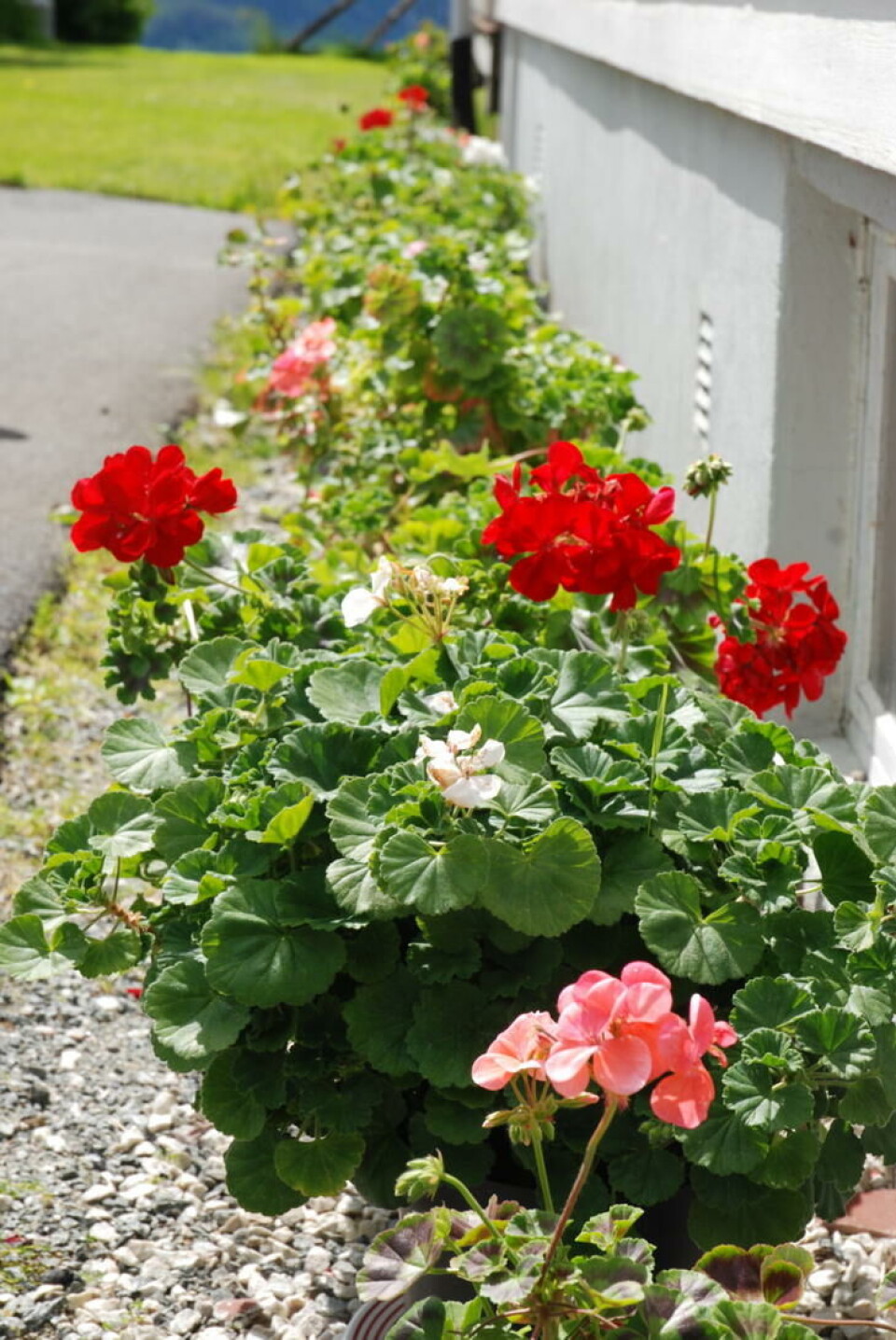 Hvit, rosa – eller knallrøde pelargonia i blomsterbedet. Foto Jorunn Amdal Hvit, rosa og knallrøde pelargonia i potter i blomsterbedet.