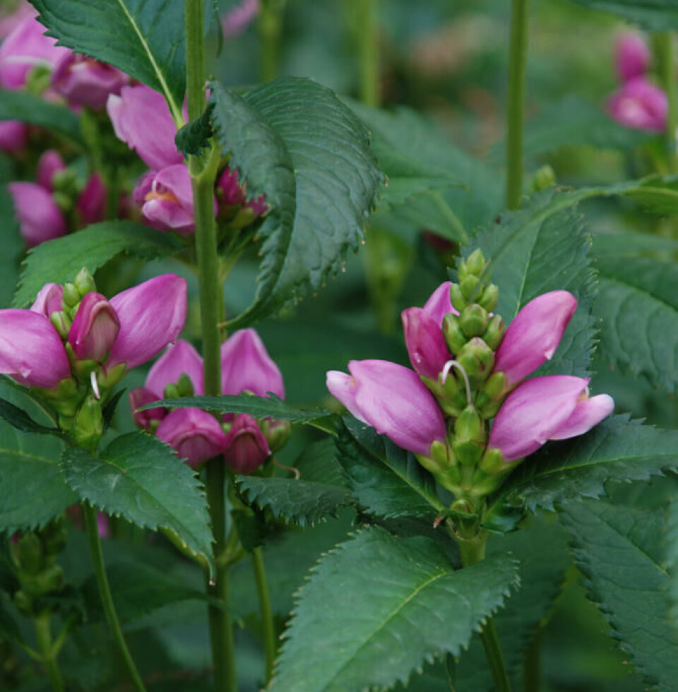 Duehode har vakre blomster og blad som minner om kjempespringfrø sine. Nærbilde av stauden duehode. Rosa blomster og mørkt grønne blad.