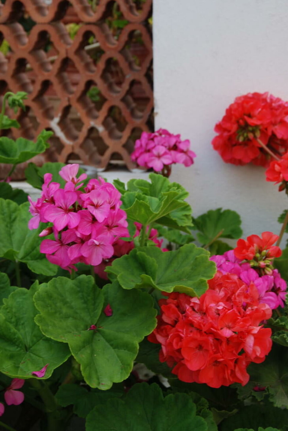 Med sterke farger skaper du middelhavsstemning hagen. Foto Marianne Utengen Pelargonia i sterke farger røde og rosa farger skaper middelhavsstemning hagen.