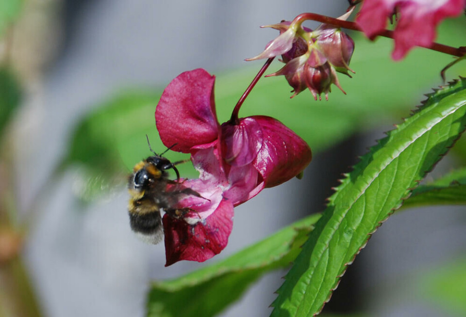 Kjempespringfrø har ekstra søt nektar som gjør at den oftere enn andre blomster får besøk av pollinatorer. Nærbilde av en humle på en kjempespringfrøblomst.