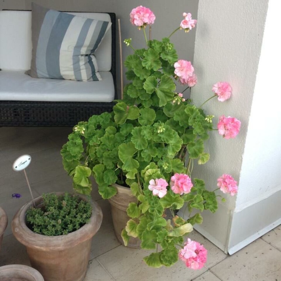 Sommerstemning på terrassen med pelargoniablomstring. Foto Tonje Waaktaar Gamst Sommerstemning på terrassen med pelargoniablomstring.