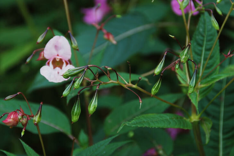 Kjempespringfrø har vakker blomstring og modne frøkapsler samtidig. Kjempespringfrø har rosa, vakre blomster.