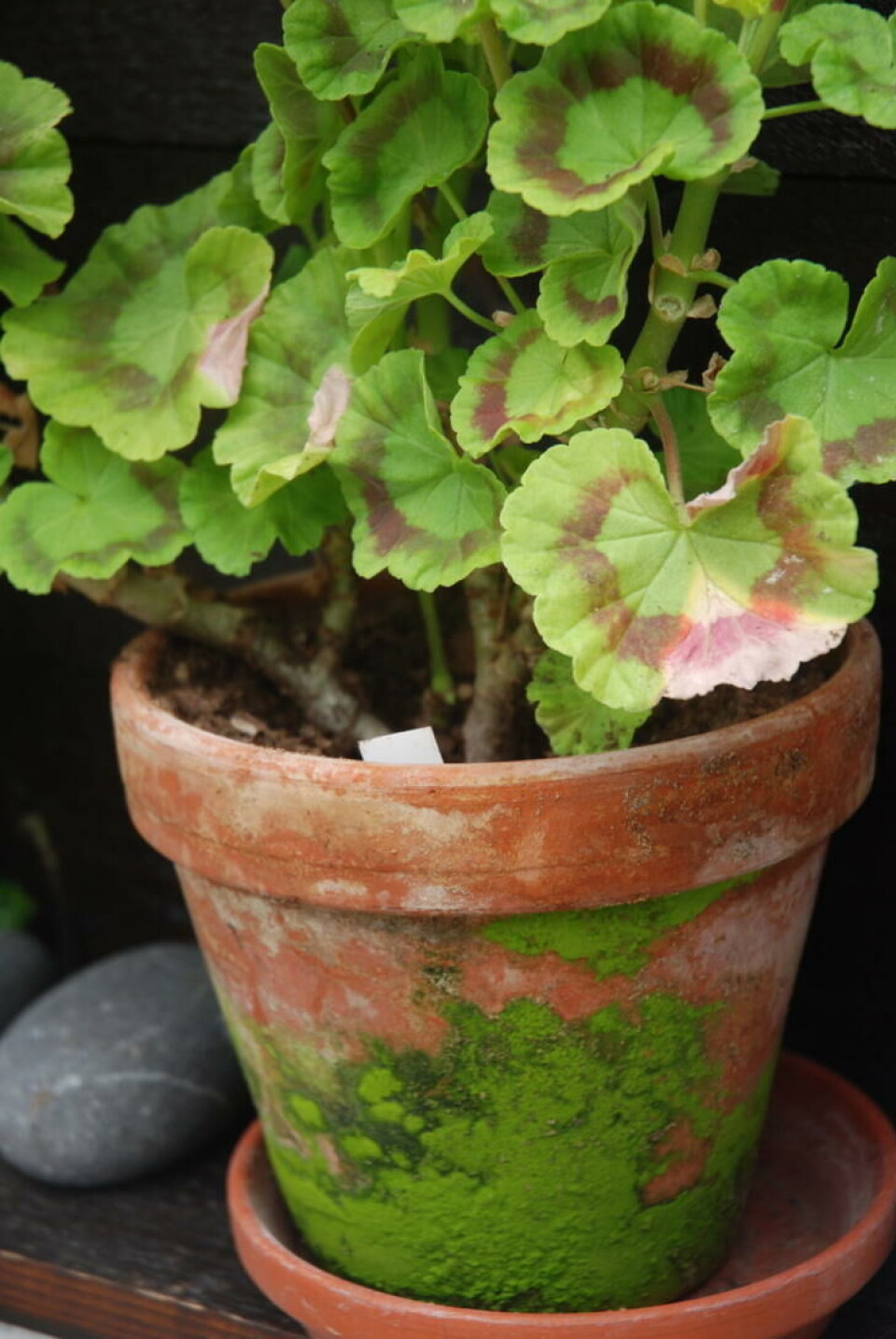 Noen ganger blir det magi over samspillet mellom potte- og bladsjatteringer. Foto Jorunn Amdal Bladsjatteringer og sjatteringer på pelargoniapotten i vakkert samspill.