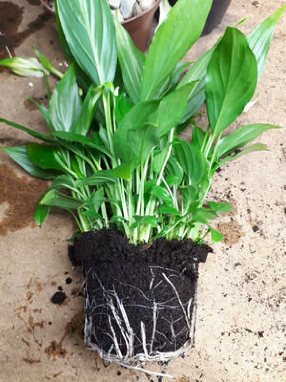 Når vi tar av potta viser det seg at planten er satt sammen av flere planter. Fredslilje uten potte.