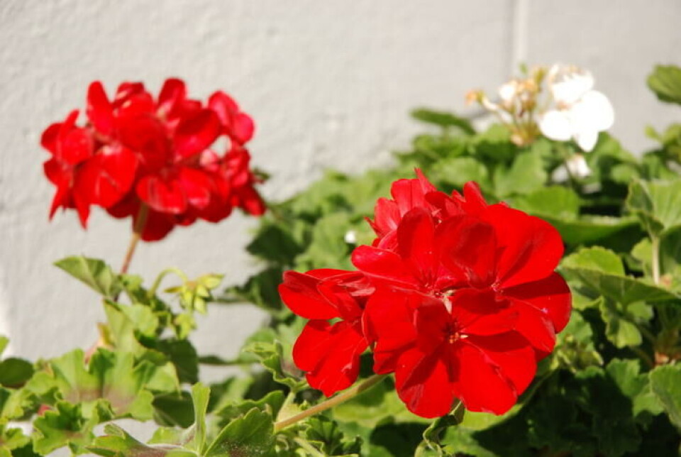 Deilig, rampete rødt. Foto Jorunn Amdal Rampete rød pelargonia lyser opp i blomsterbedet.