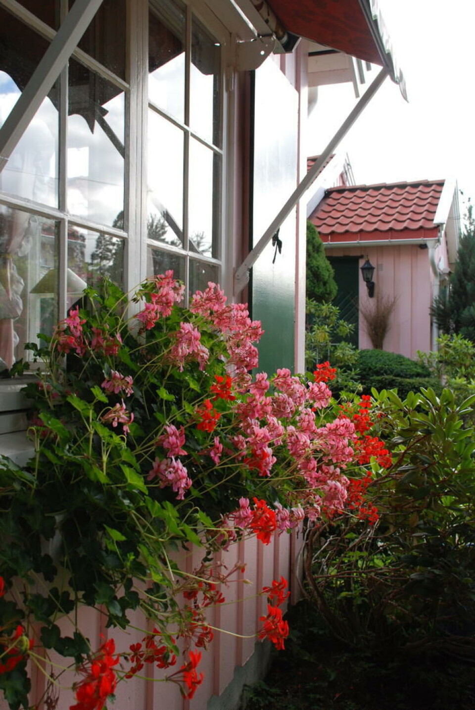 Ingen sommer uten hengepelargonia. Foto Marianne Utengen Hengepelargonia i rosa og rødt i blomsterkasse under vinduet.