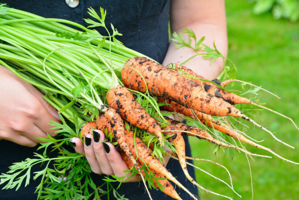 Gulrot er en av våre mest trofaste grønnsaker. Smaksrik og full av vitaminer. Foto: Marianne E. Utengen Gulrøtter høstet av ung dame med svart neglelakk.