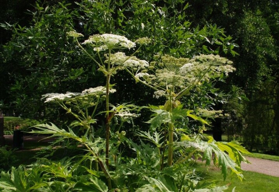 Kjempebjørnekjeks er fra Kaukasus og var opprinnelig en hageplante. Planten er en besværlig art som mange kommuner bruker mye penger på å bekjempe. Et stort eksemplar kjempebjørnekjeks i blomst med store, hvite blomsterskjermer.