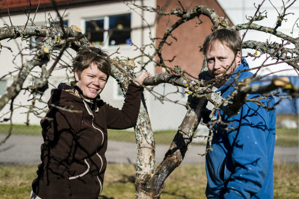 Mange kvier seg for å beskjære frukttrær, men det er ikke så vanskelig som du kanskje tror. To gartnere står ved et epletre som skal beskjæres.