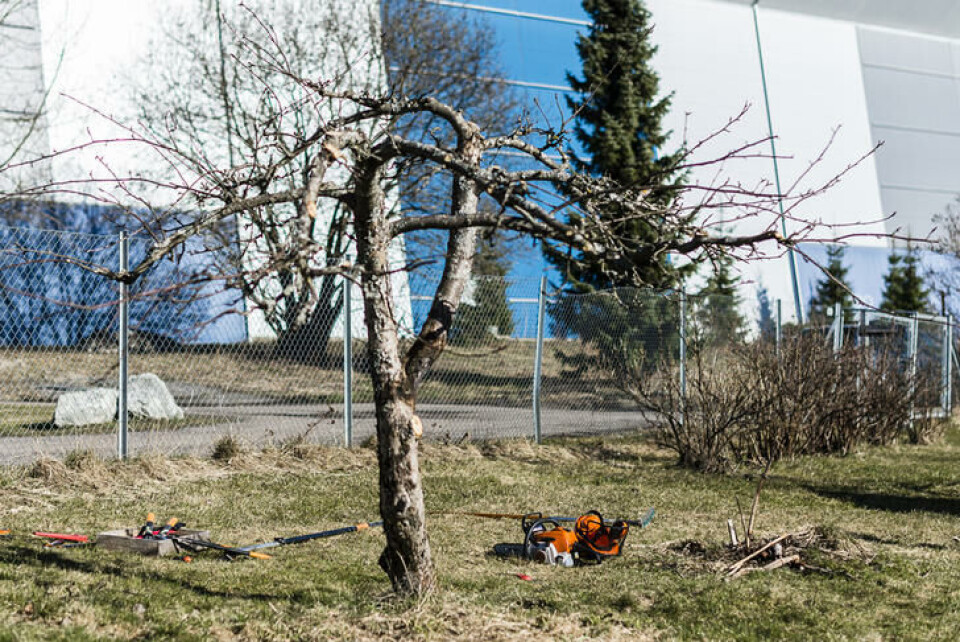 Beskjæring av frukttrær gir mer frukt, og gir treet en fin form som passer i hagen. Et gammelt epletre
