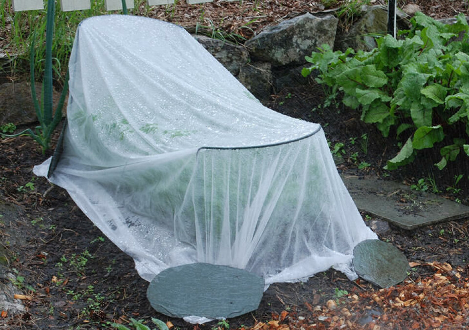 Agryl er en tynn finberduk som kjøpes i hagesenteret. Beskytter mot kulde og insektangrep. Grønnsaker i grønnsakshagen dekket med en agrylduk, hvit fiberduk.