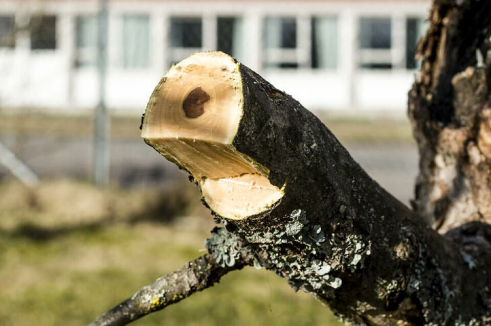 Kutt inn greina før du legger det endelige snittet. Greinen kuttes inn før det endelige snittet legges.