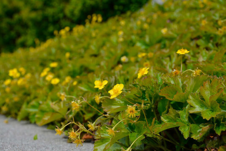 Sibirmuregull (Waldsteinia) er en staude som dekker jorda godt, en såkalt bunndekker. Waldsteinia, en staude med gule blomster, dekker en bakkehelling.