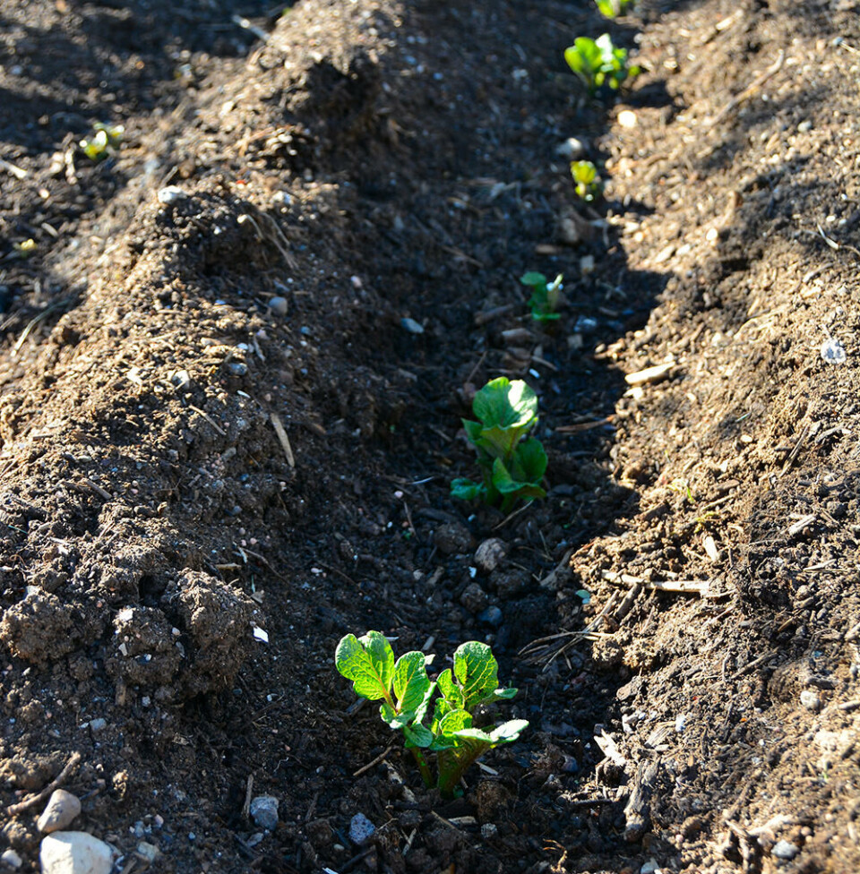 Når potetplantene er 5–10 cm høye dekker vi dem med jord. Det kalles å hyppe. En ung potetplante i åkeren tidlig om våren.