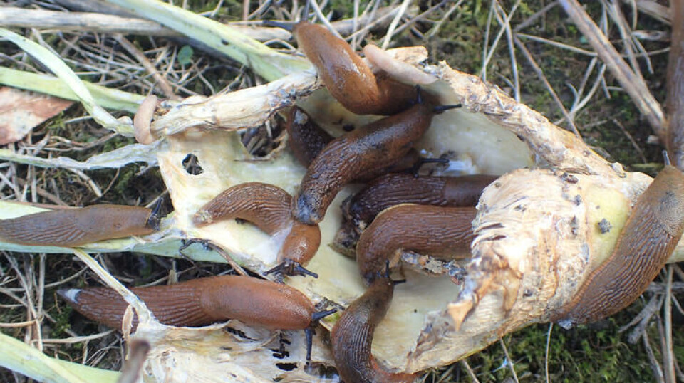 Når været blir vått kommer de fram, men de blir ikke flere. Mange brunskogsneler fråtser i en matrest