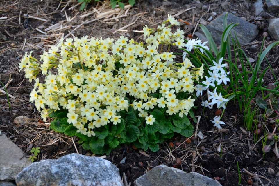 Primula er blant de tidligste staudene våre. Har en plante blitt veldig stor, kan den deles. En tue med små, gule primula - en staude.
