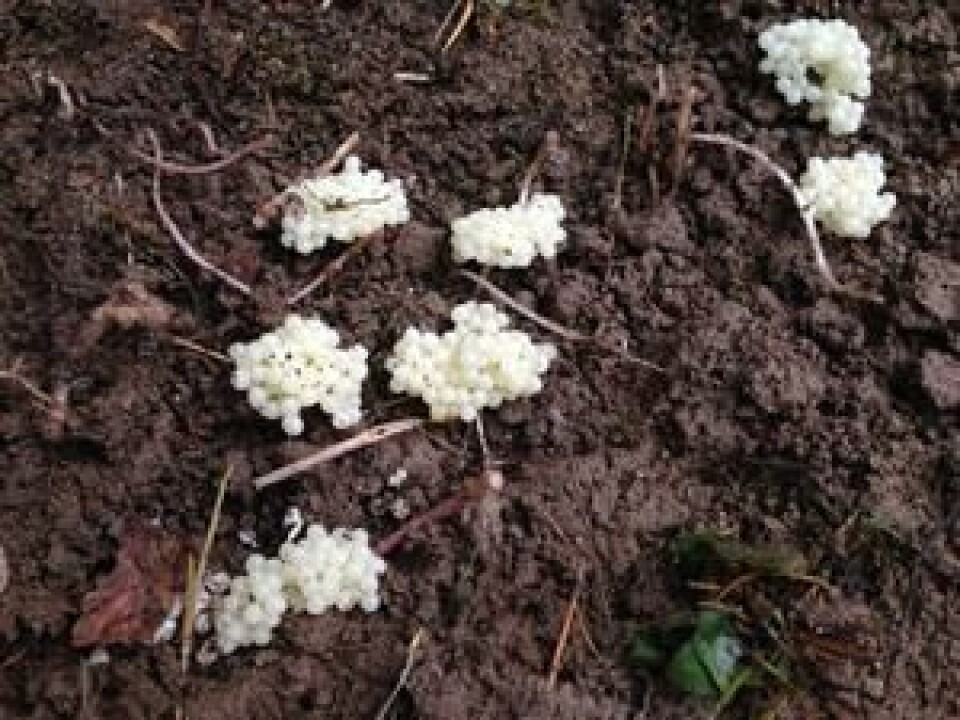 Brunskogsneglens egg er melkehvite. Brunskogsnegleegg