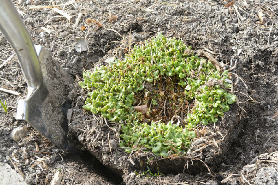 Grav opp primulaplanten. En tue med primula graves opp.
