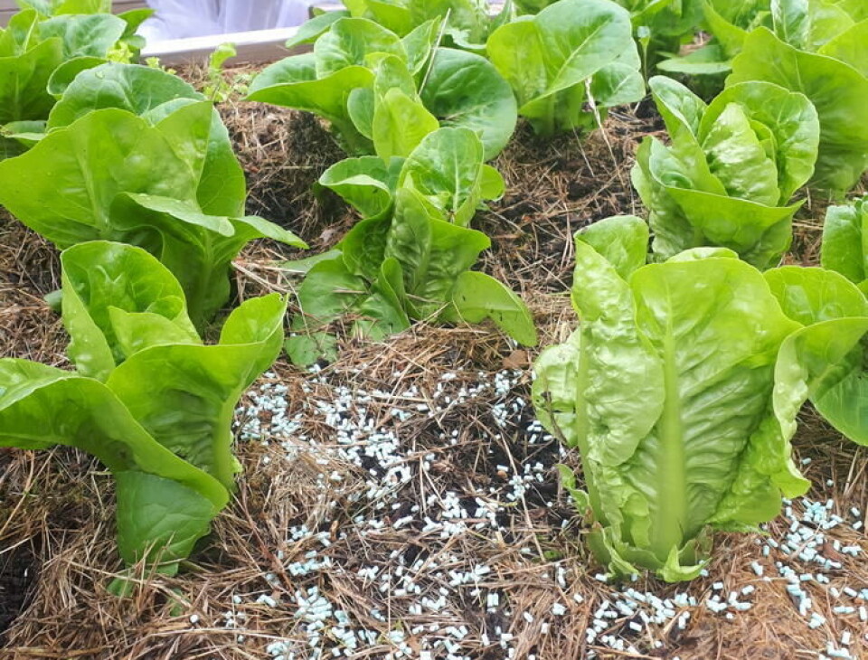 Ferramol er godkjent i økologisk dyrking og ikke farlig for kjeledyr. Pellets av Ferramol blant salatplanter