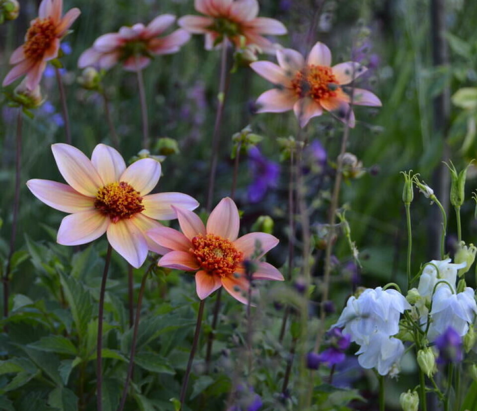 Georgine er en riktig sneglefavoritt. Ferskenfarget dahlia i et staudebed.
