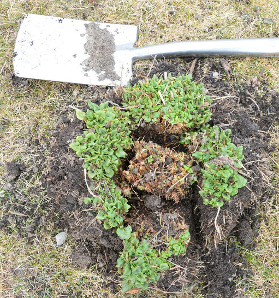 Stauder kan deles i flere deler og gir billige planter til hagen. Foto: Marianne Utengen En primula er delt i fem deler med en skarp spade.