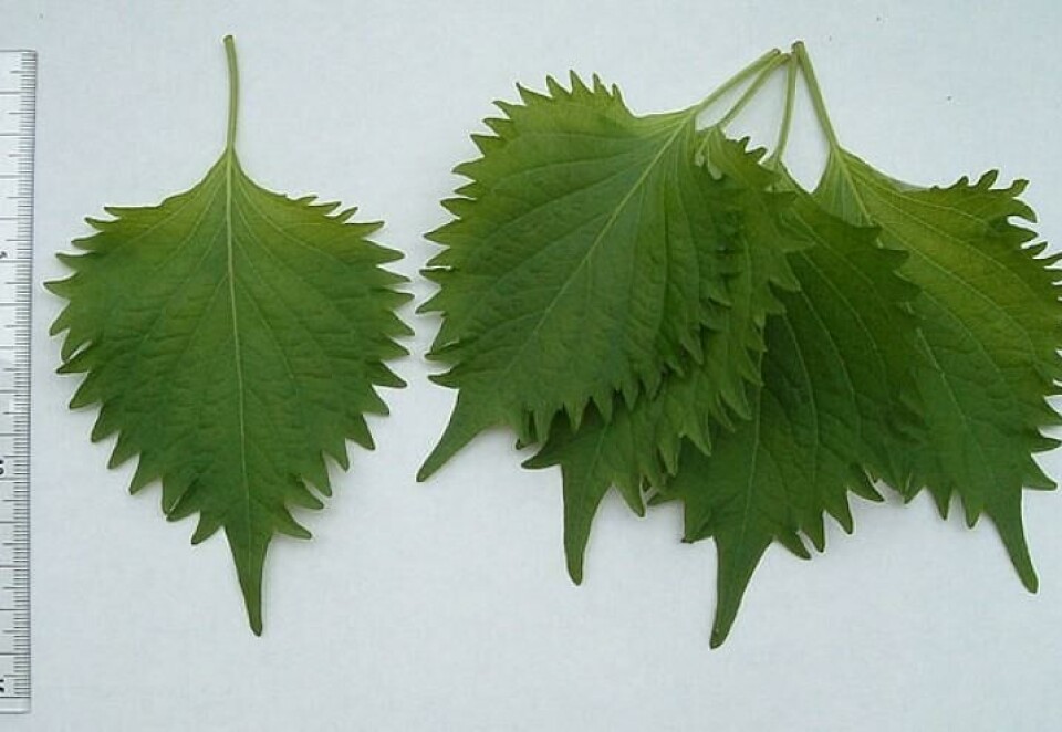 perilla perilla