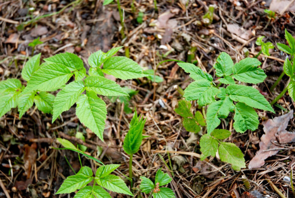 En flerårig plante som formerer seg med frø og jordstengler. Jordstenglene lar seg lett dele opp når jorda bearbeides og nye planter etablerer seg. Skvallerkål følger lett med når man spar opp planter eller trær med jordklump. skvallerkål
