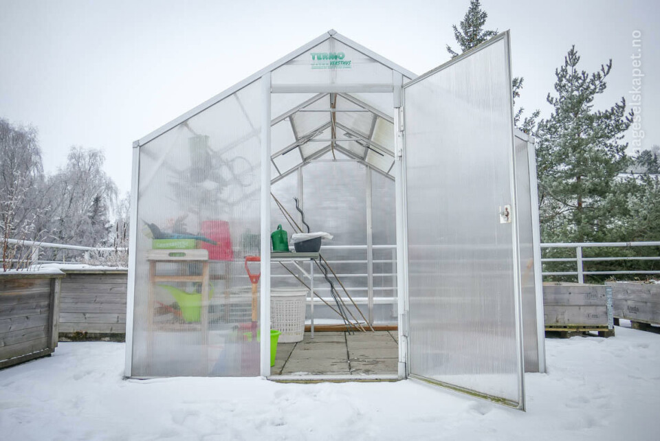 Lange kuldeperioder i veksthuset kan være effektivt for å ta knekken på lus.Foto:Jens Fremming Anderssen Drivhus om vinteren