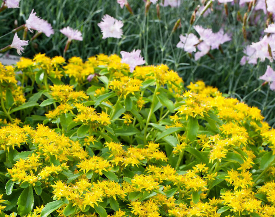 Sibirbergknapp er teppedannende og spres sakte, men sikkert Sibirbergknapp er en teppedannende lavtvoksende plante med skarpt gule blomster.